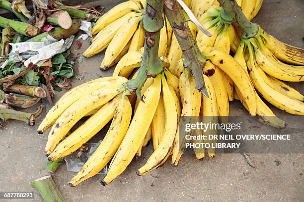 Bananas For Sale In Market, Stock-Foto