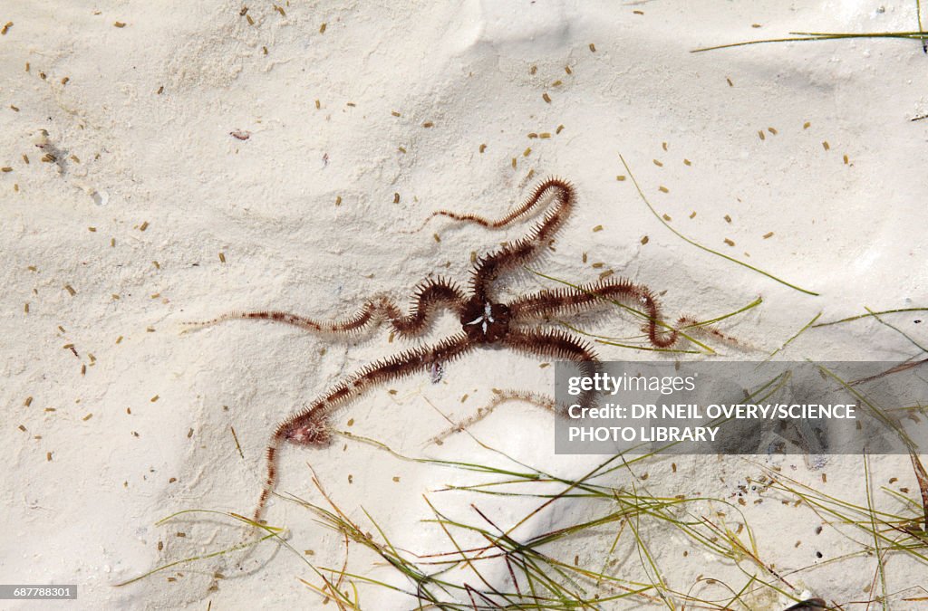 Brittle star in a tidal pool