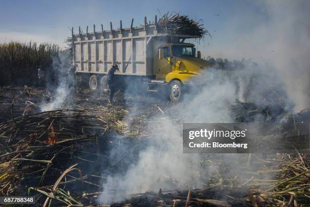 Workers set fire to a sugarcane field to burn away the unwanted leaves in a field in the town of San Cayetano in the municipality of Tepic, Nayarit...