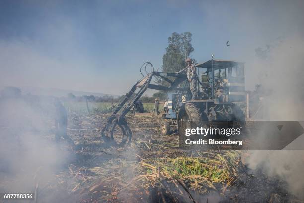 Smoke rises from stacks of sugarcane in a field in the town of San Cayetano in the municipality of Tepic, Nayarit state, Mexico, on Thursday, May 18,...