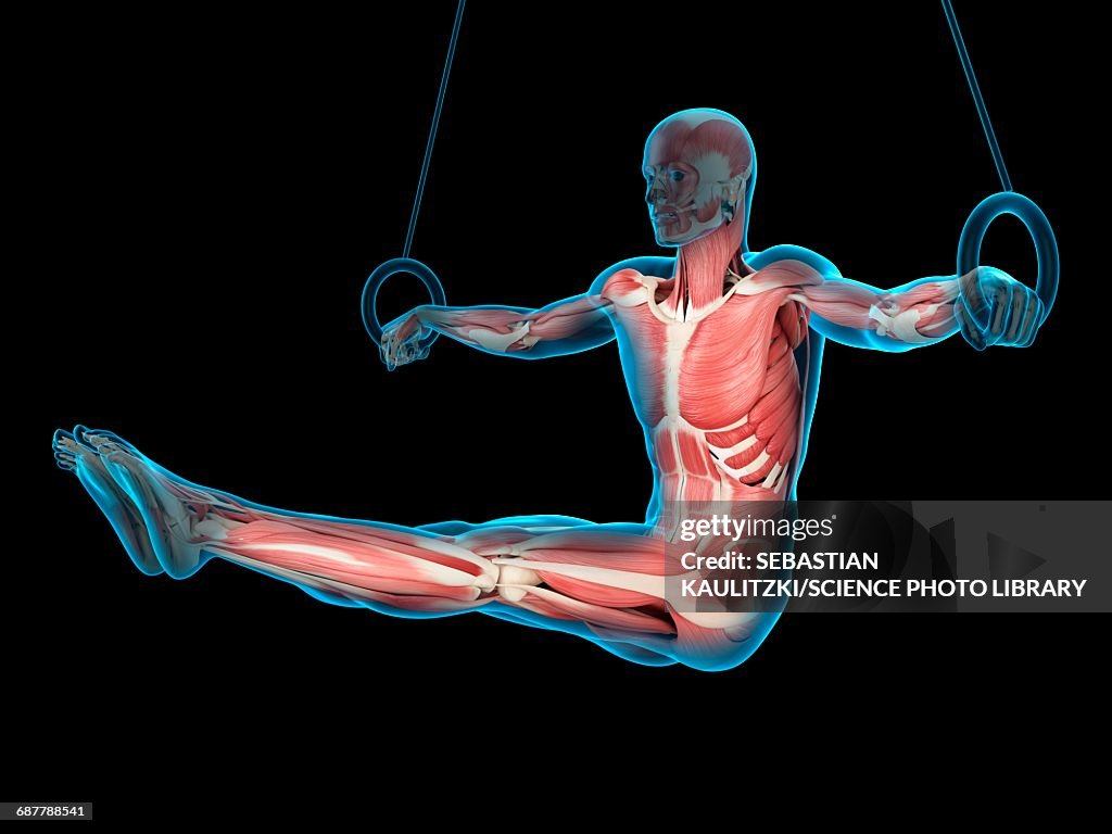 Muscular Math Muscular Structure Of Athlete Illustration High-Res Vector Graphic ...