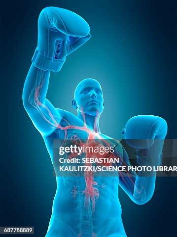 Anatomy Of A Boxer Illustration High-Res Vector Graphic - Getty Images