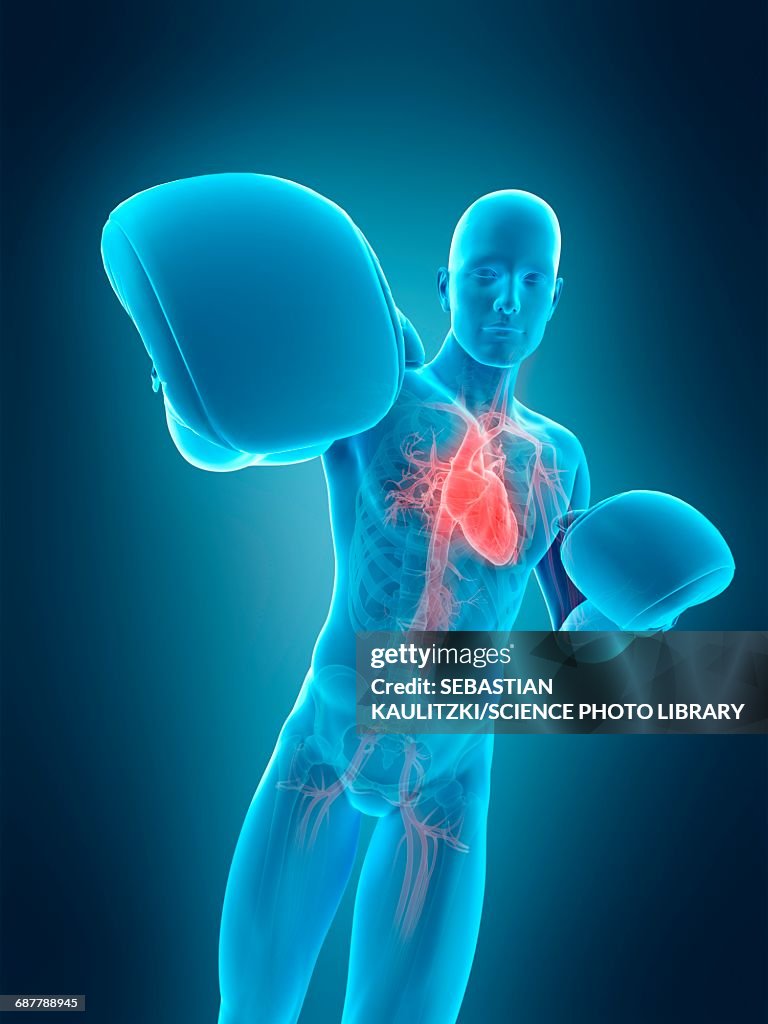 Boxer Internals Anatomy Of A Boxer Illustration High-Res Vector Graphic - Getty Images