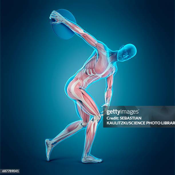 Discus Injuries Illustration Athlete Anatomy High Res Illustrations - Getty Images