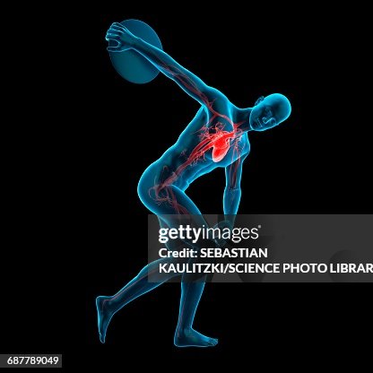 Human Discus Anatomy Of Athlete Throwing Discus Illustration High-Res Vector Graphic ...