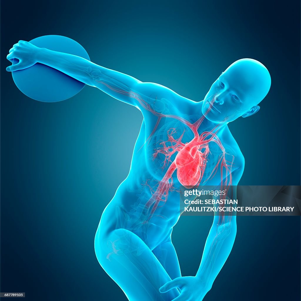 Human Discus Anatomy Of Athlete Throwing Discus Illustration High-Res Vector Graphic ...