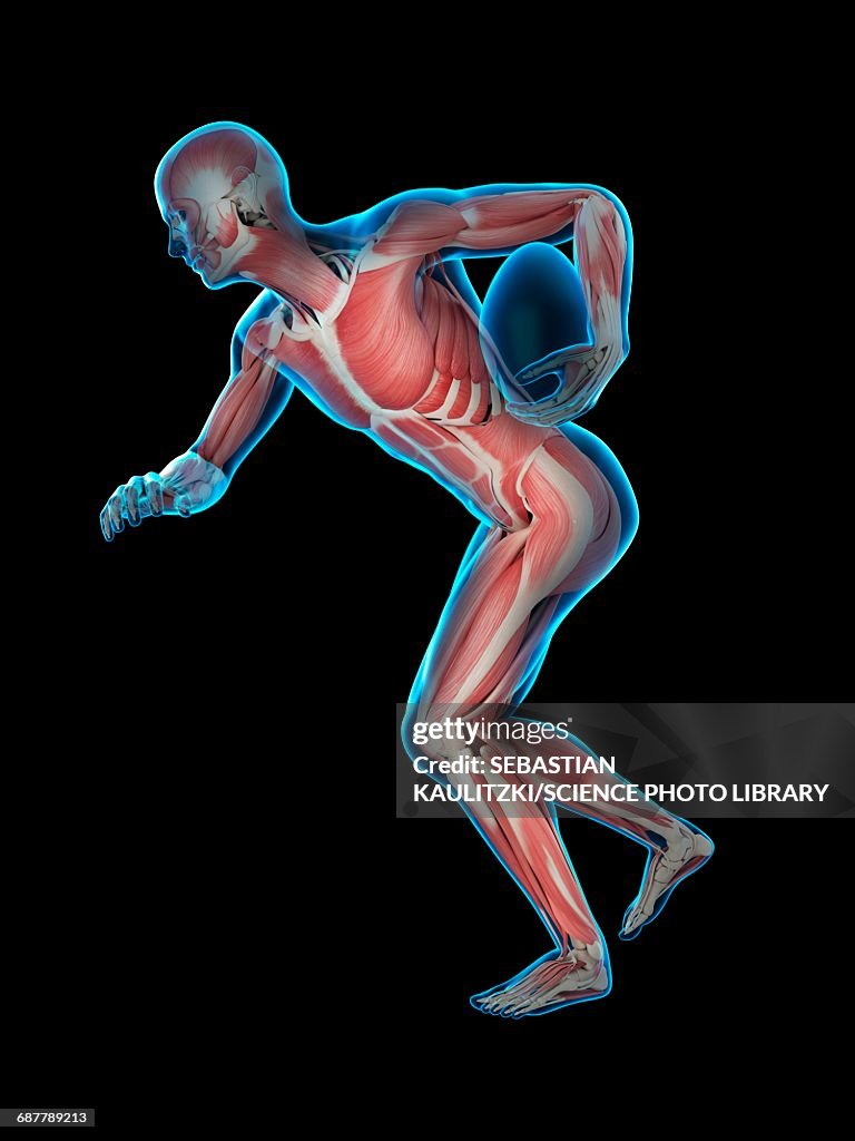 Gyratory System Rugby Muscular Structure Of Rugby Player Illustration High-Res Vector Graphic ...