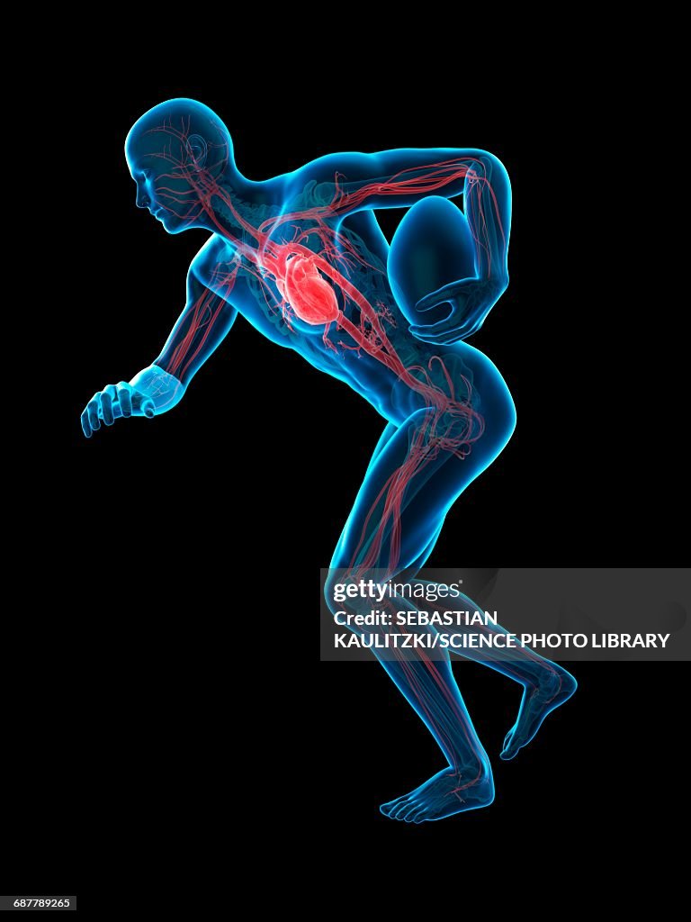 Gyratory System Rugby Anatomy Of Rugby Player Illustration High-Res Vector Graphic - Getty Images