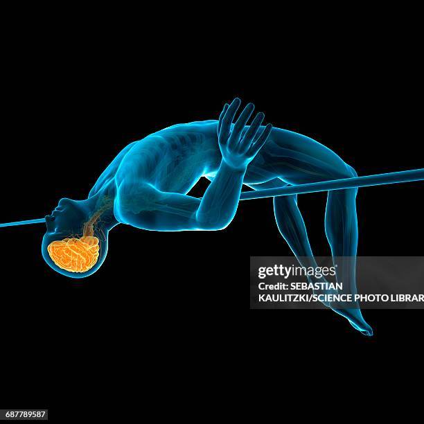 Jumping Brain 154 Illustration Athlete Anatomy High Res Illustrations - Getty Images