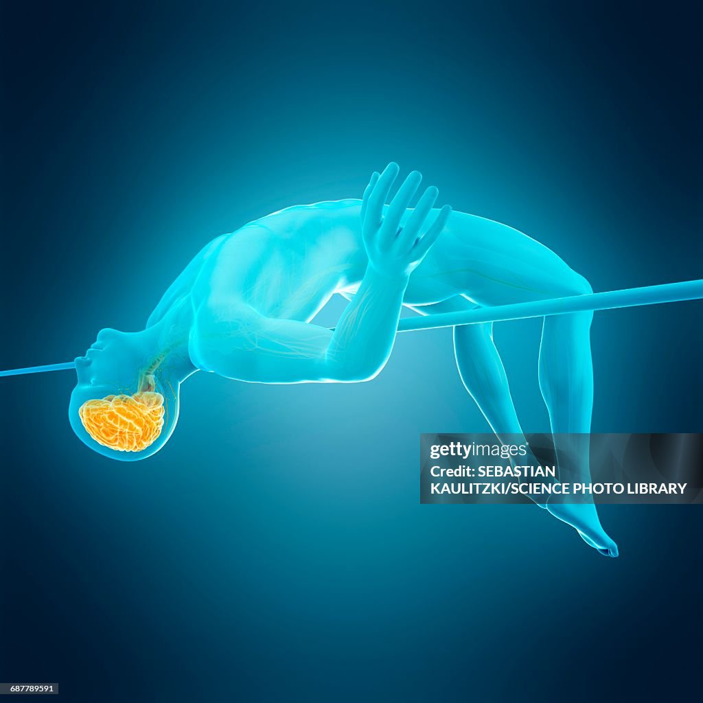 Jumping Brain Brain Of Person High Jumping Illustration High-Res Vector Graphic ...