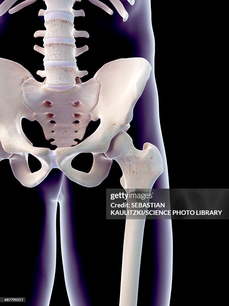 Human Hips Reference Human Hips Illustration High-Res Vector Graphic - Getty Images