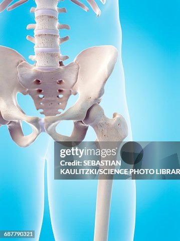 Human Hips Reference Human Hips Illustration High-Res Vector Graphic - Getty Images