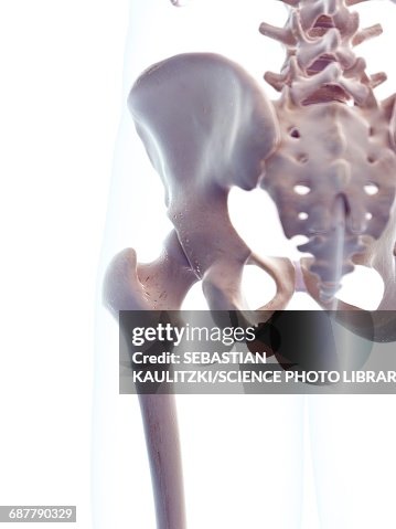 Human Hips Reference Human Hips Illustration High-Res Vector Graphic - Getty Images
