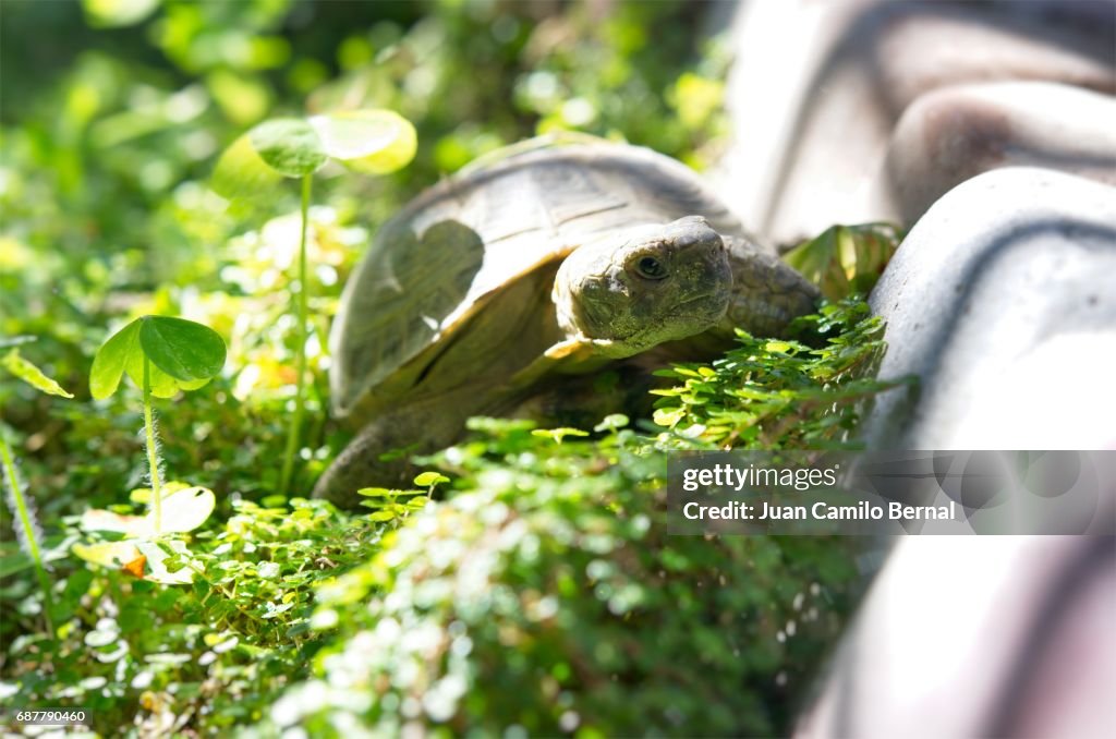 Russian tortoise in a garden