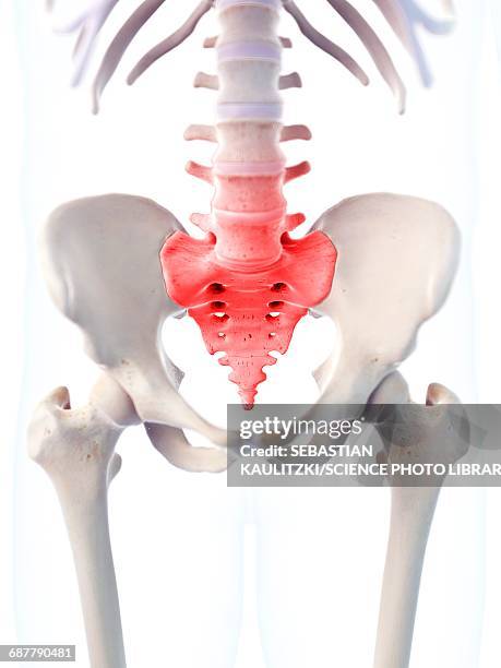 Android Sacrum 1,266 Human Sacrum Stock Photos, High-Res Pictures, and Images - Getty ...