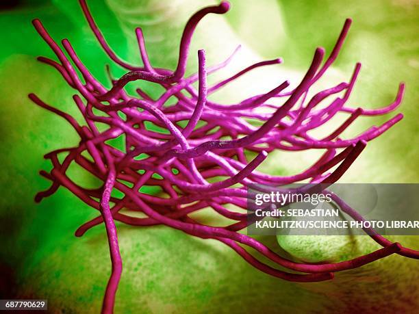 anthrax bacteria, illustration - anne vyalitsyna stock-grafiken, -clipart, -cartoons und -symbole