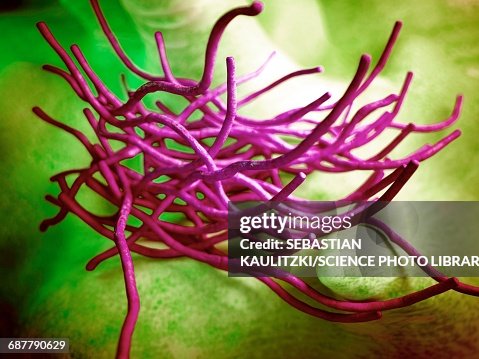 Anthrax bacteria, illustration Anthrax bacteria, illustration