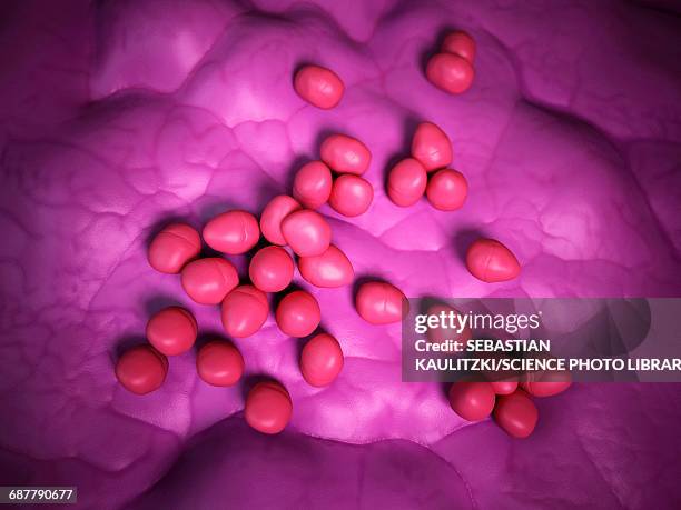 enterococcus, illustration - enterococcus stock illustrations
