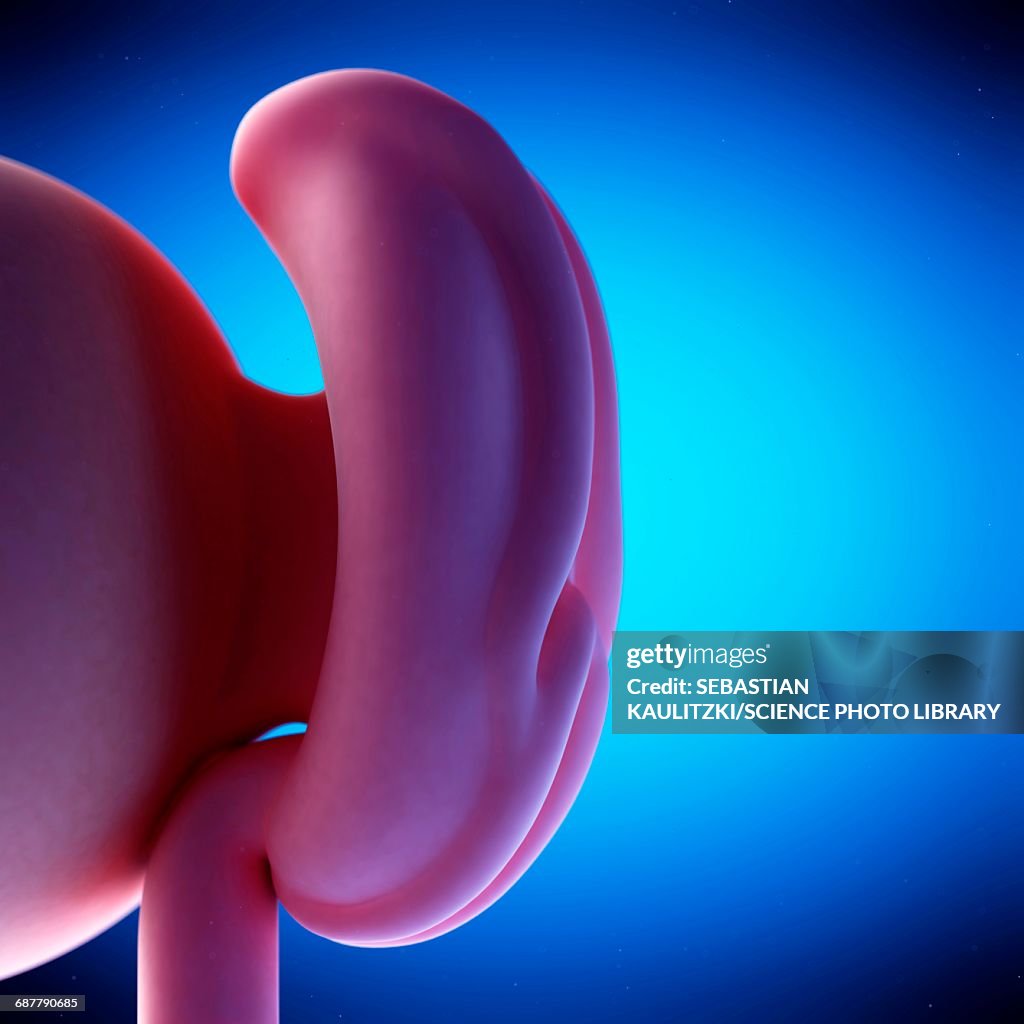 Human Fetus At Week 4 Of Gestation Illustration High-Res Vector Graphic ...