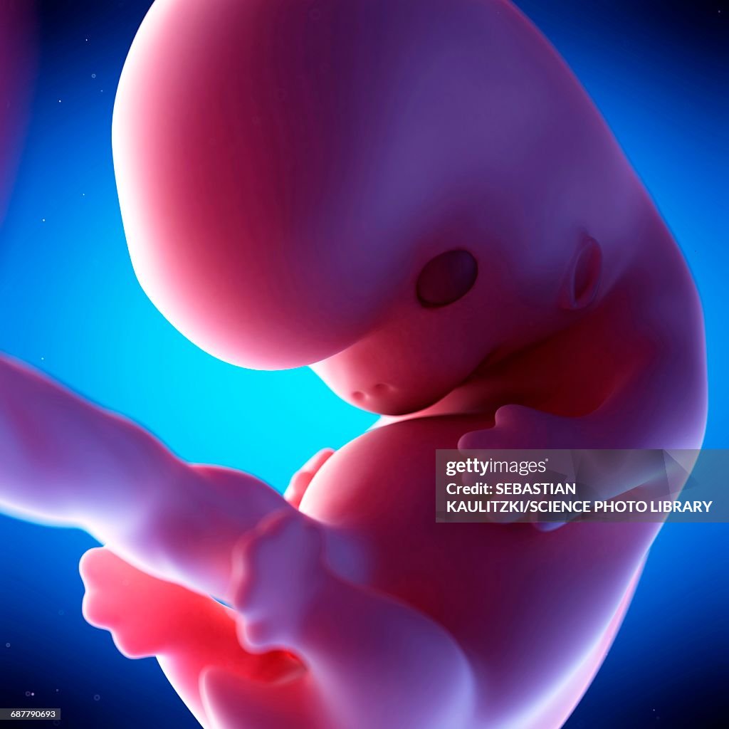 Human fetus at week 8 of gestation, illustration