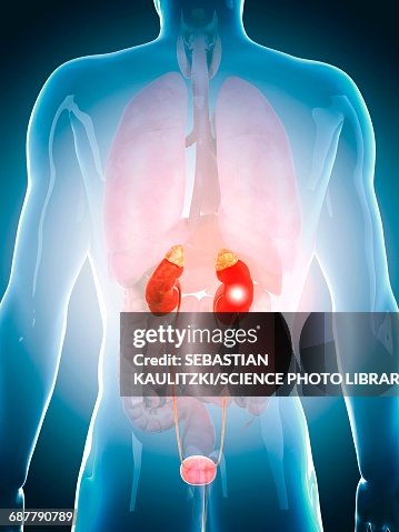 Human urinary system, illustration Human urinary system, illustration