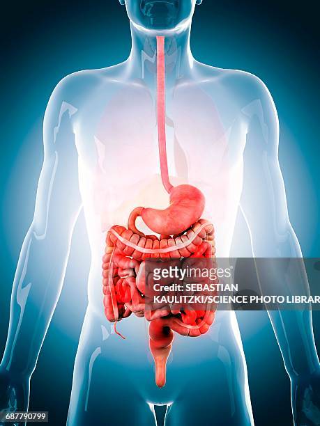 human digestive system, illustration - dickdarm verdauungstrakt stock-grafiken, -clipart, -cartoons und -symbole
