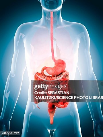 Human digestive system, illustration Human digestive system, illustration