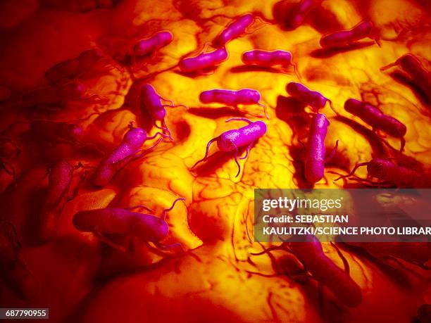 ilustrações, clipart, desenhos animados e ícones de salmonella, illustration - salmonella bacterium