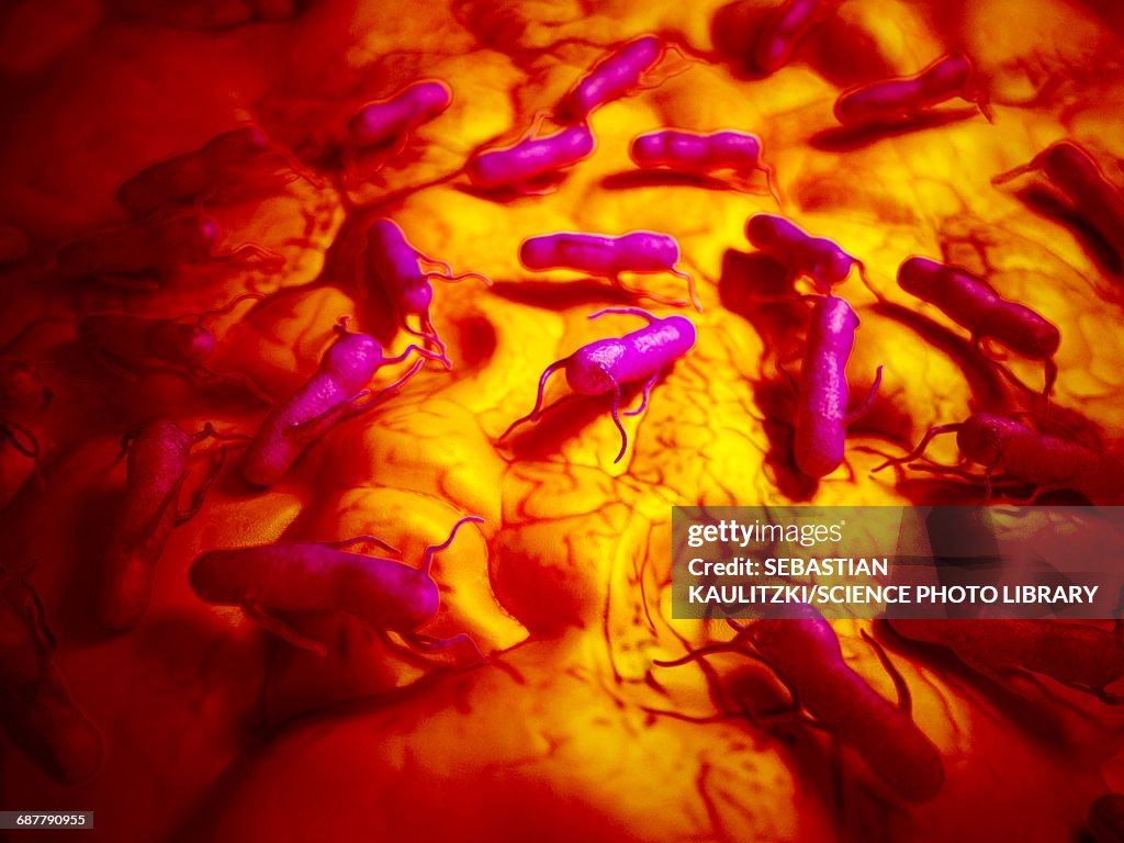 Salmonella, illustration