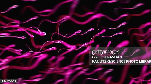 human sperm, illustration - sperm stock illustrations