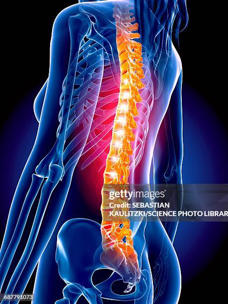 1662 Lumbar Anatomy Stock Photos High Biology Diagrams