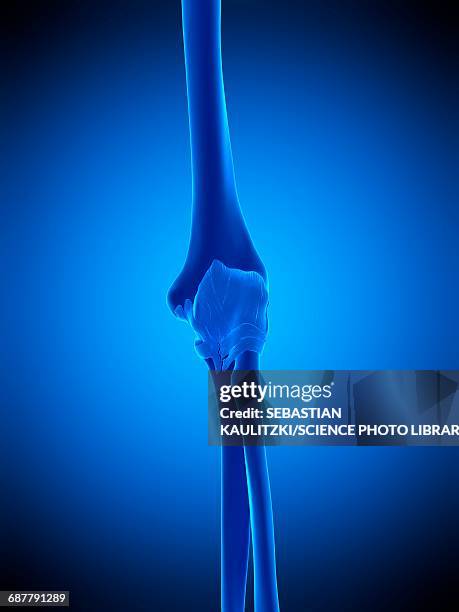 elbow, illustration - elbow stock illustrations