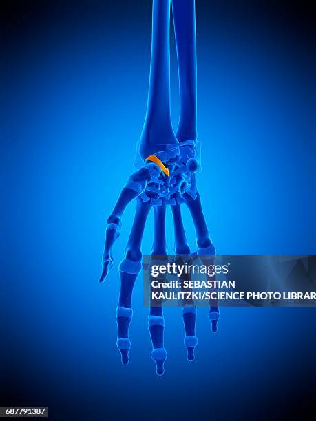 hand ligament, illustration - volar stock-grafiken, -clipart, -cartoons und -symbole