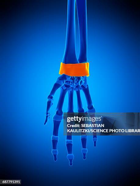 hand ligament, illustration - volar stock-grafiken, -clipart, -cartoons und -symbole