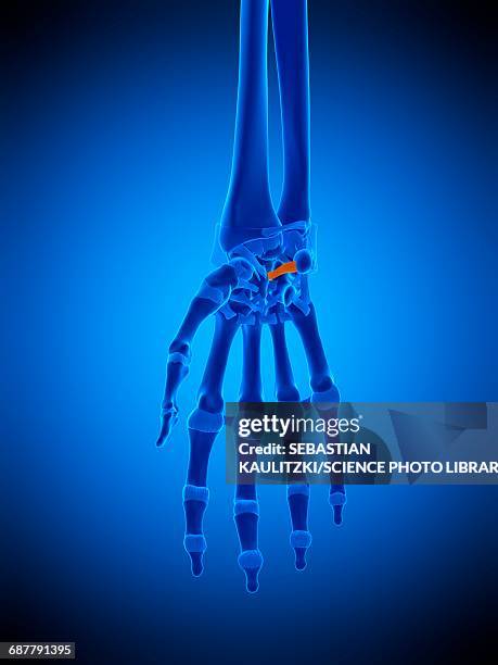 illustrations, cliparts, dessins animés et icônes de hand ligament, illustration - wrist tendons