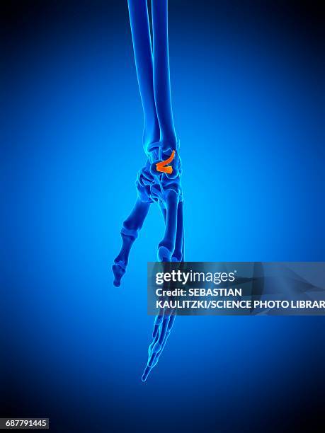 hand ligament, illustration - volar stock-grafiken, -clipart, -cartoons und -symbole