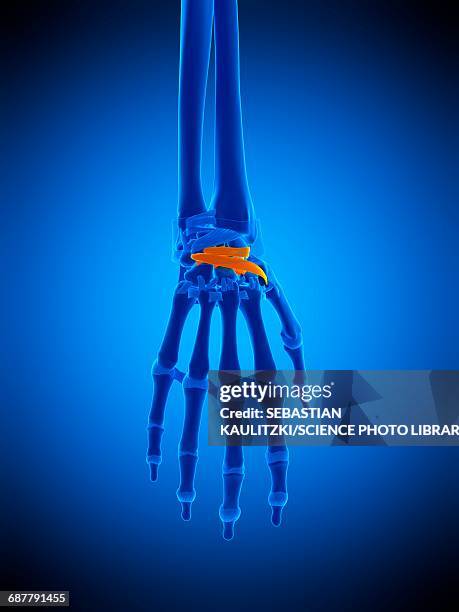 ilustrações de stock, clip art, desenhos animados e ícones de hand ligaments, illustration - volar