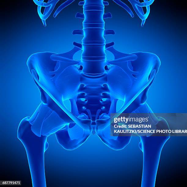 hip ligaments, illustration - tendon stock illustrations