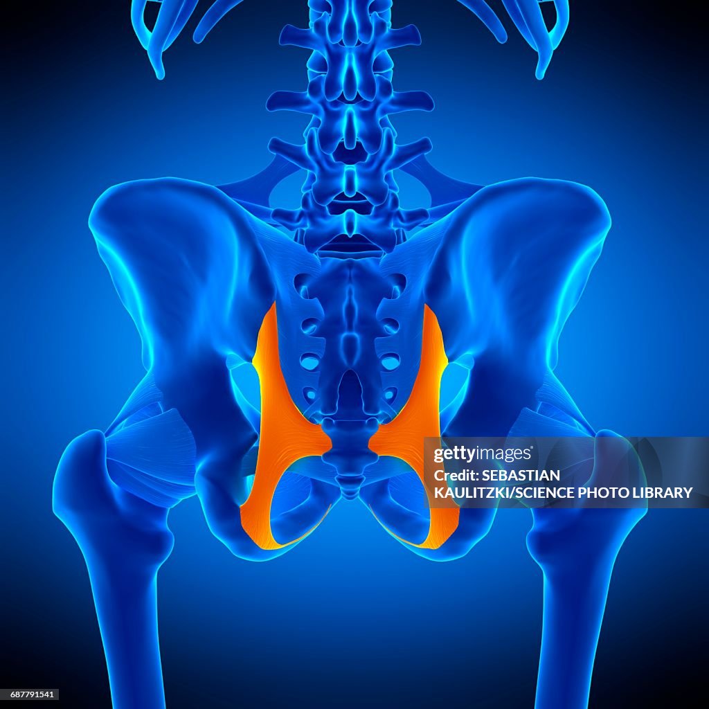 Hip ligament, illustration