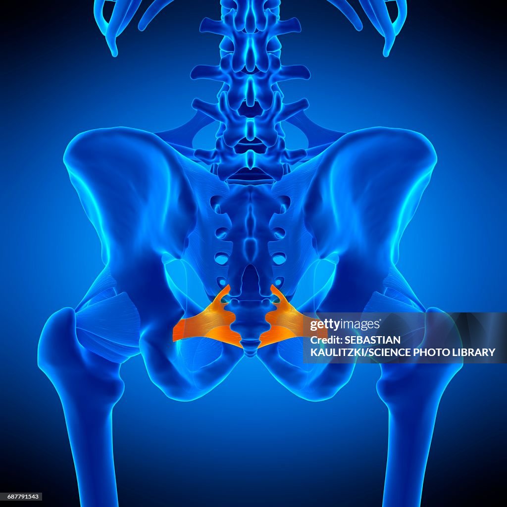 Hip ligament, illustration