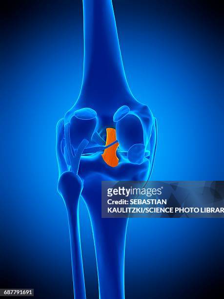 knee ligament, illustration - tendon点のイラスト素材／クリップアート素材／マンガ素材／アイコン素材