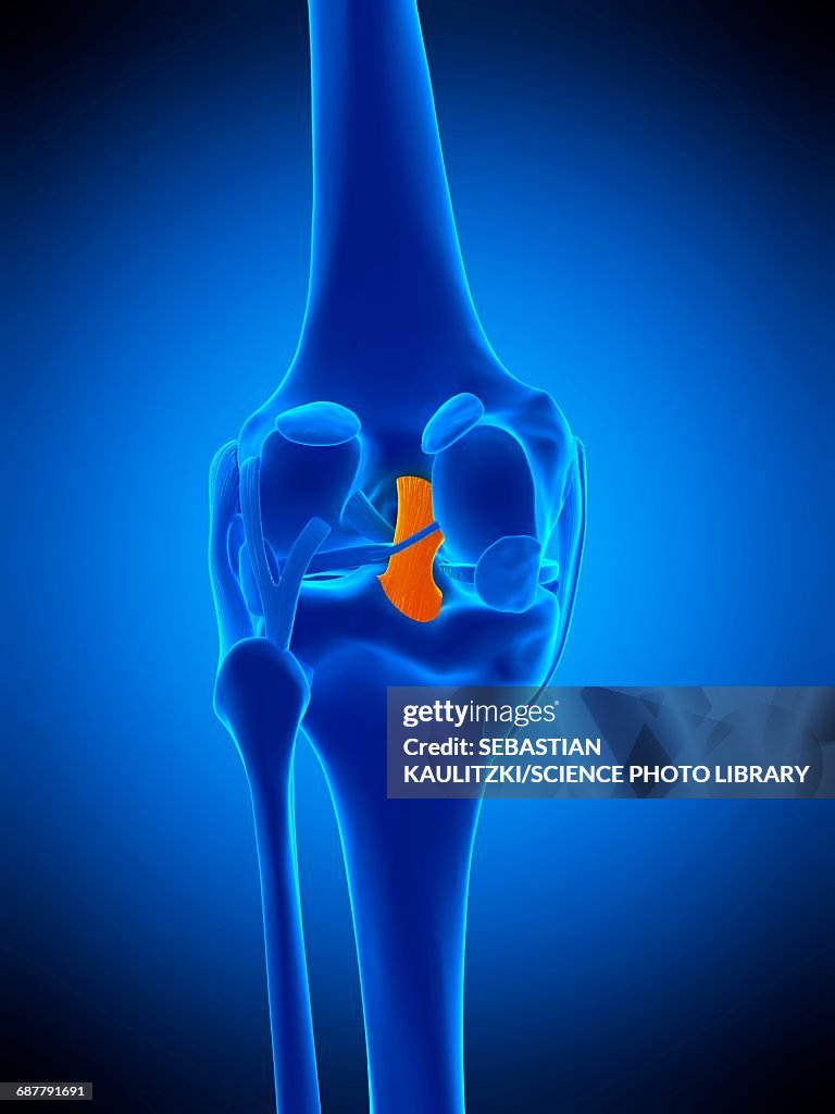 Knee ligament, illustration