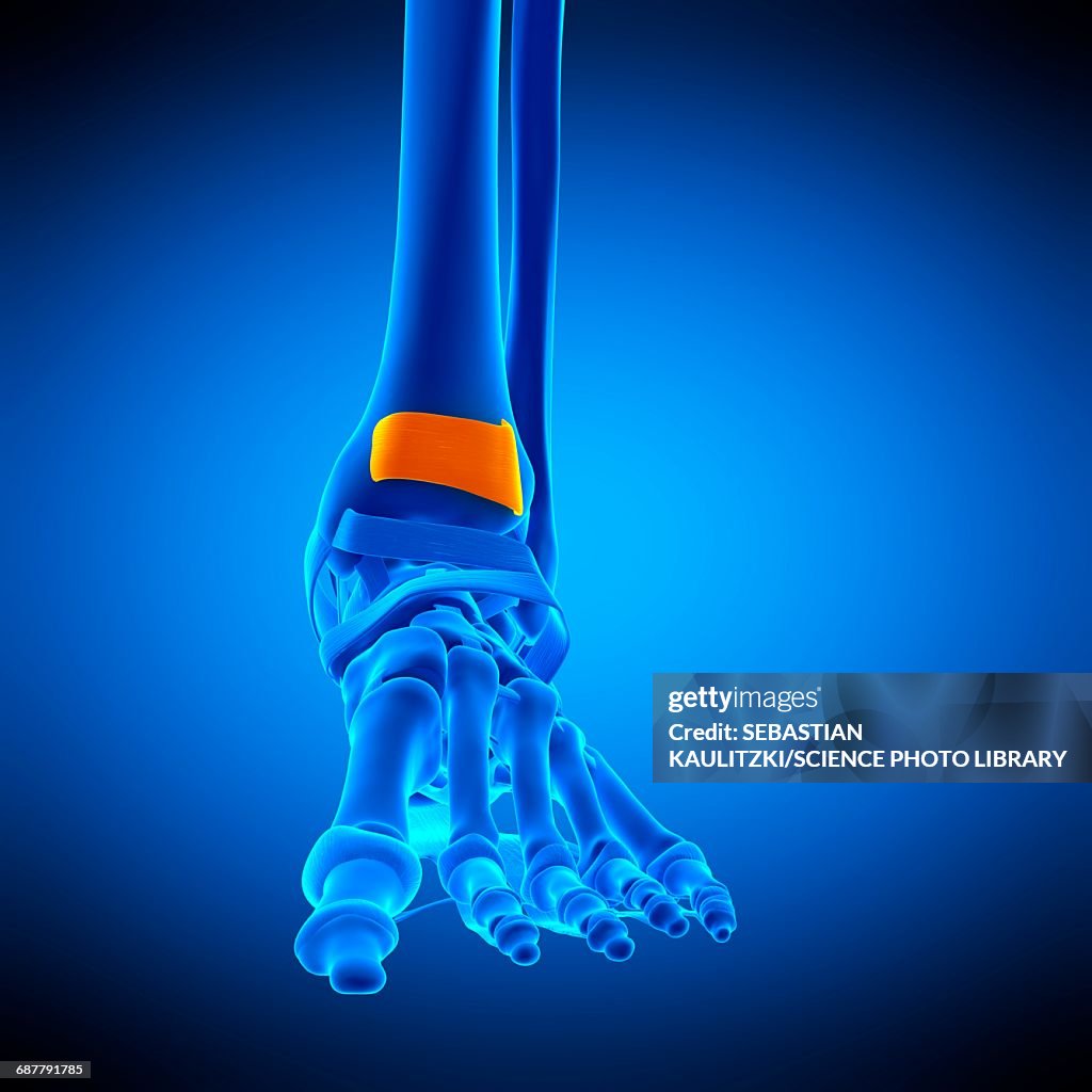 Foot ligament, illustration