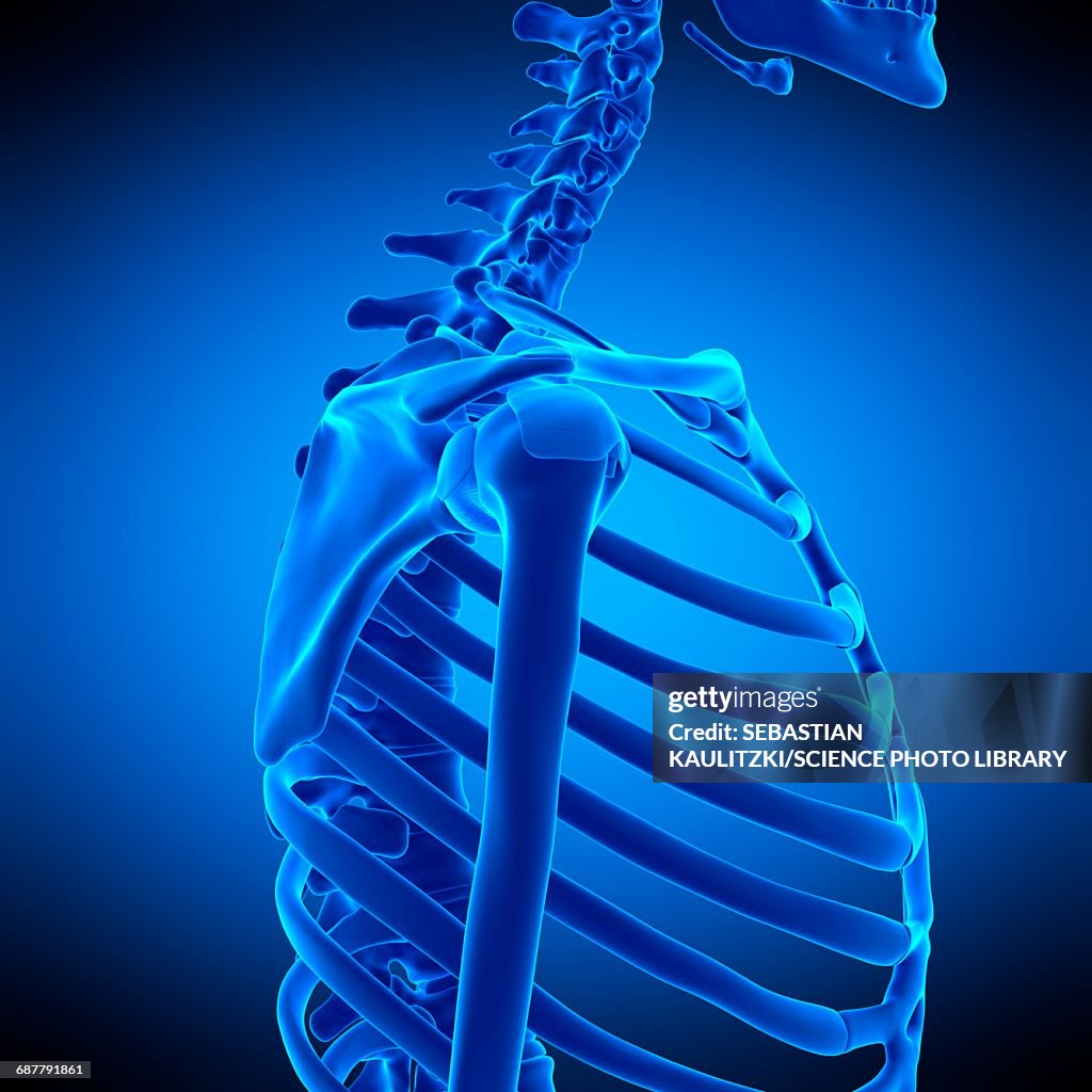 Shoulder Ligaments Illustration High Res Vector Graphic Getty Images shoulder-ligaments-illustration-high-res-vector-graphic-getty-images