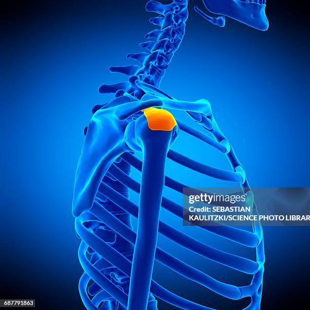 Censof Bursa 42 Bursa (Anatomy) Stock Photos, High-Res Pictures, and Images - Getty ...