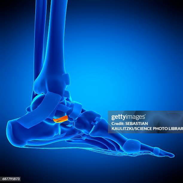 foot ligament, illustration - ankle stock illustrations