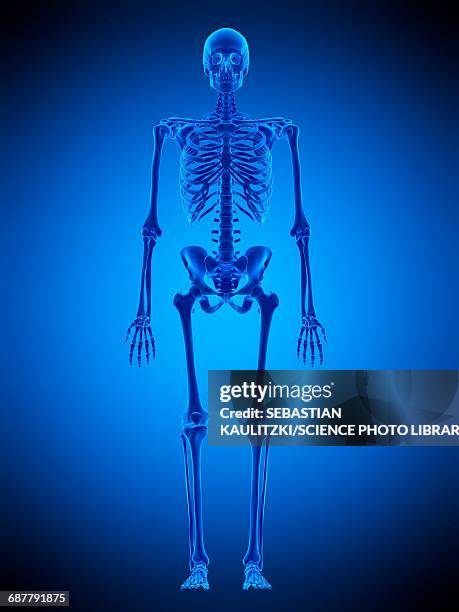 human skeleton, illustration - biomedical animation stock illustrations