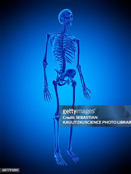 human skeleton, illustration - biomedical animation stock illustrations