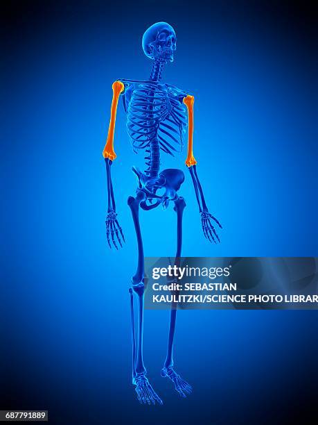 Humerus Inmotion 100 Humerus Xray High Res Illustrations - Getty Images