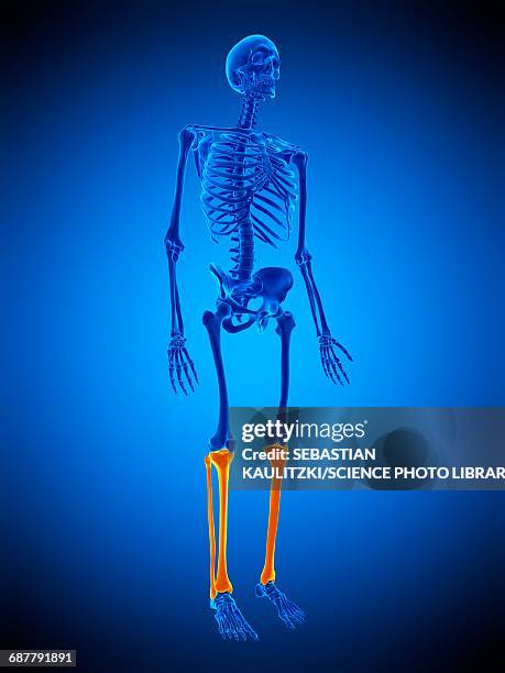 leg bones, illustration - biomedical animation stock illustrations